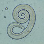 Methylated nematode