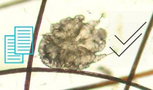 Canine_scabies_mite2