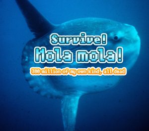 mola_mola