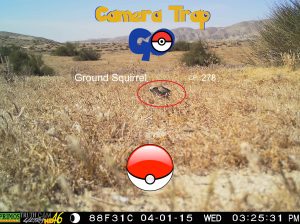 Camera trap example