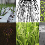 Plant phenotyping