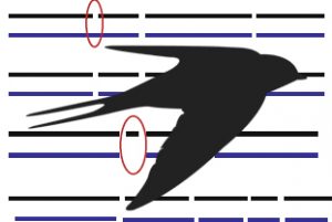 swallow genome