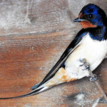 swallow genome