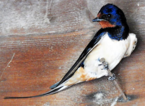 swallow genome