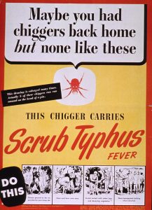 trombidid mite: chiggers