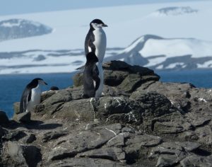 Penguin genome