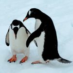 Penguin genomes