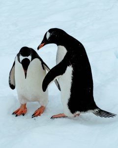 Penguin genomes