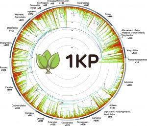 1KP capstone data