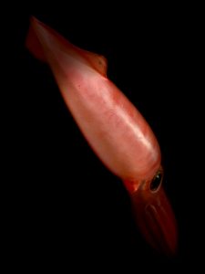 giant squid genome