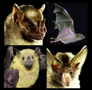 bat genomics examples