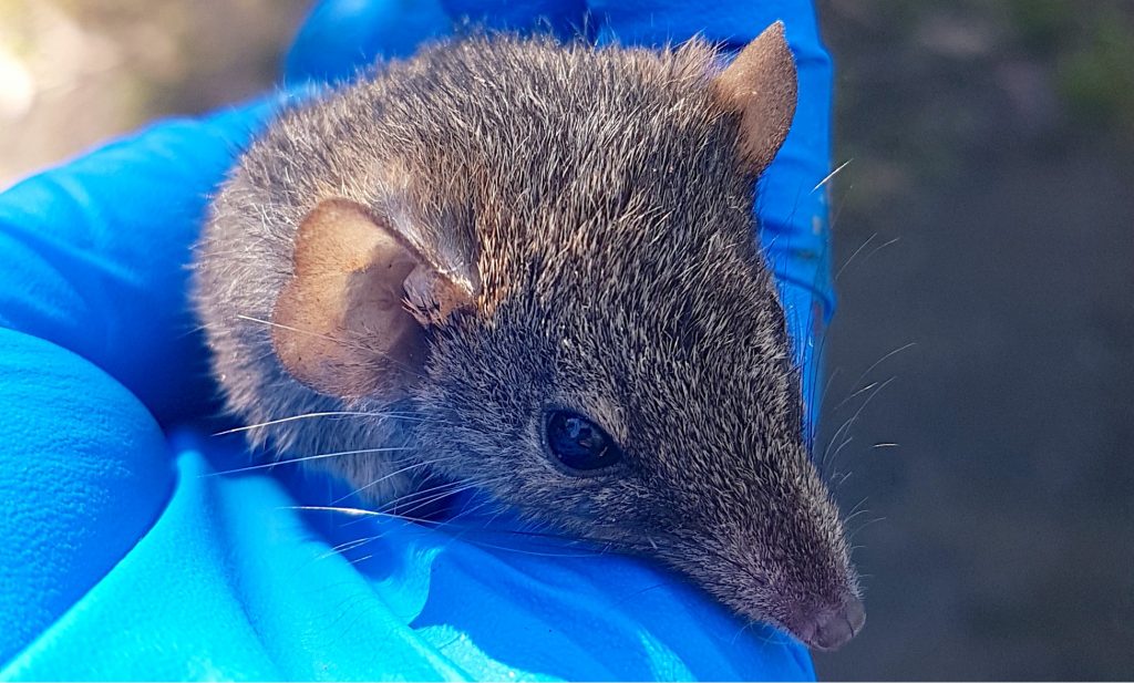 antechinus genome