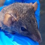 antechinus genome