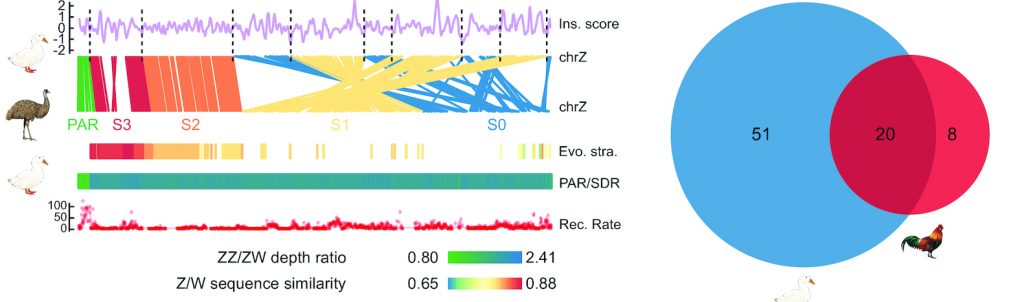 duck genome and sex chromosome evolution