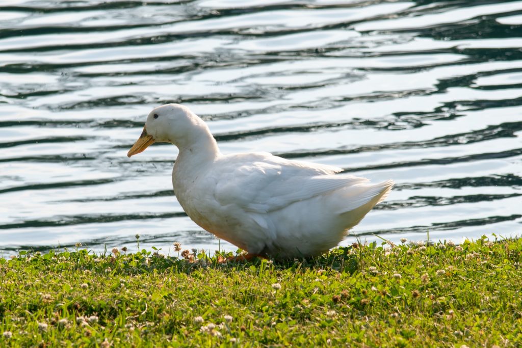 duck genome breed