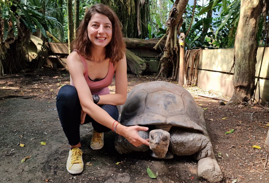 Aldabra Giant Tortoise in the zoo