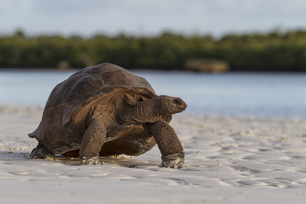 Aldabra Giant Tortoise on the beach