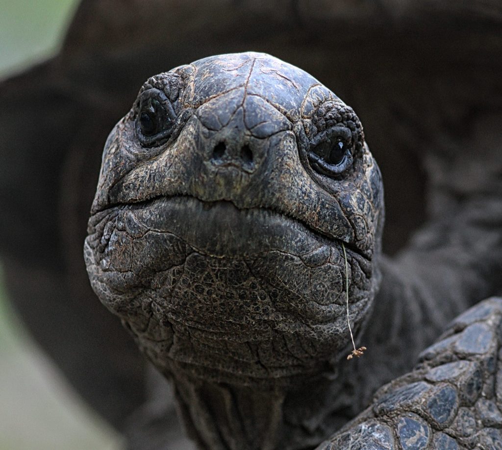 Aldabra Giant Tortoise