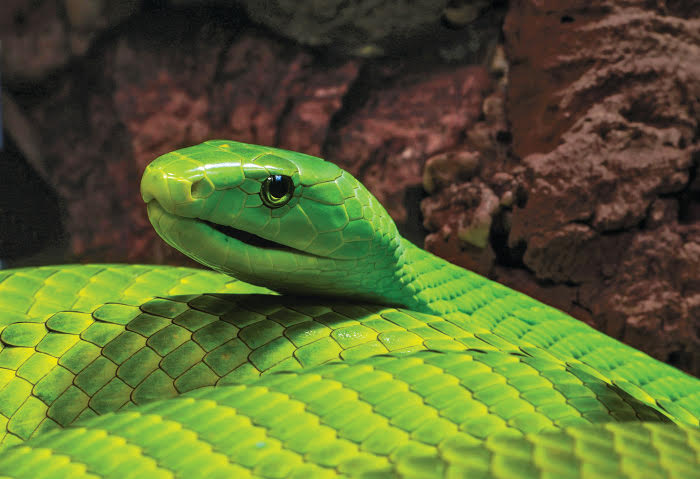 green mamba