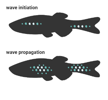 Cell Biology diagram of NF-κB wave initiation and wave propagation in zebrafish scale formation