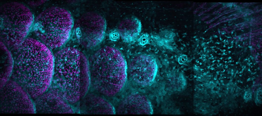 Cell Biology image of NF-κB signalling through the integument of the zebrafish embryo