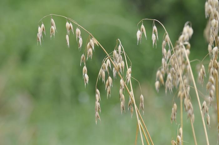 Avena sativa (oat)