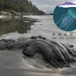 Hong Kong Jellyfish Project