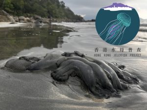 Hong Kong Jellyfish Project