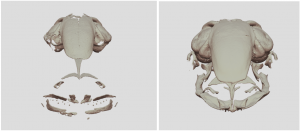 3D reconstructions of developing skull of Xenopus laevis from MicroCT imaging