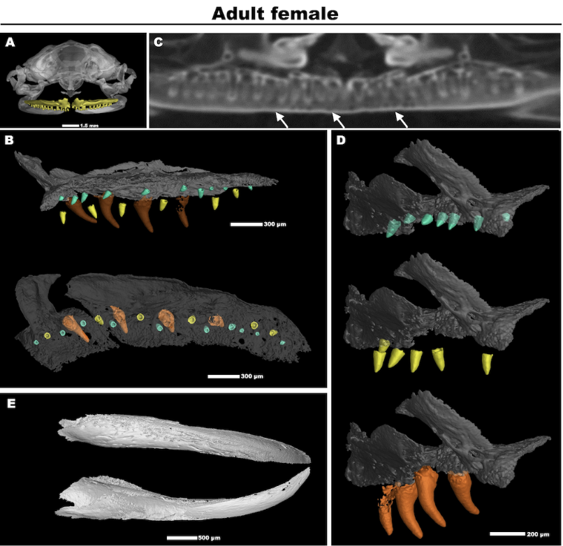 Morphometric analysis of teeth in MicroCT Imaging 3D reconstructions of adult Xenopus laevis