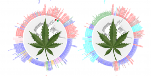 Cannabis Genomics thumbnail