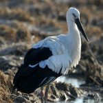 Oriental Stork CC-BY Kim-Hyun-tae