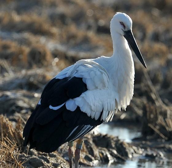 Oriental Stork CC-BY Kim-Hyun-tae. 2024 was wild - the stork being an example