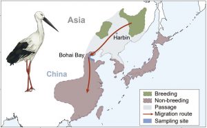 Migration routes of the Oriental Stork.https://academic.oup.com/view-large/figure/487997167/giae081fig1.jpg