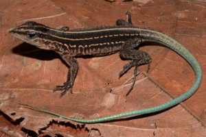 Photo of the blue whiptail lizard from iNaturalist user Mario Humberto Yánez-Muñoz