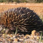 short beaked echidna (photo by Allan Whittome, cc0)