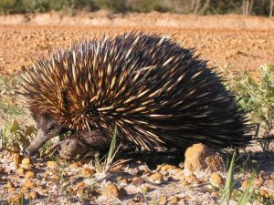 short beaked echidna (photo by Allan Whittome, cc0)