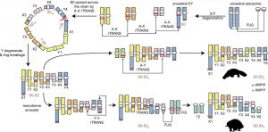 Model for the sex chromosome evolution in monotremes.