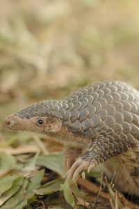 chinese_pangolin_cco