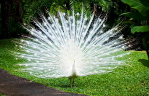 White peafowl