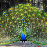 blue peafowl