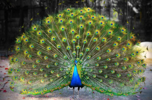 blue peafowl