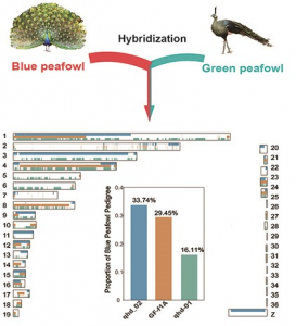 Hybridization between green and blue peafowl